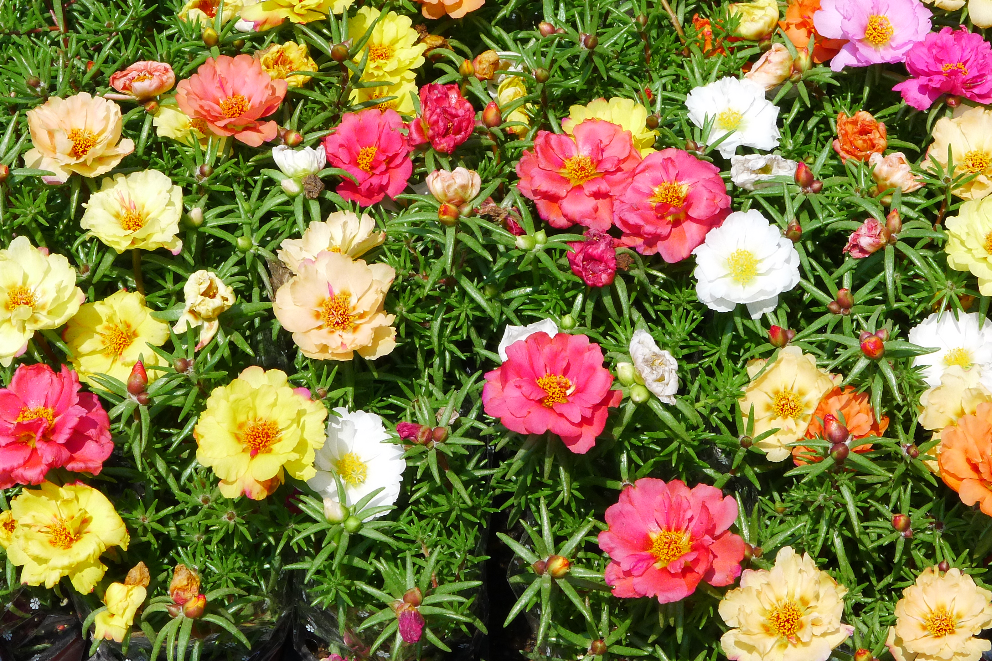 Portulaca grandiflora